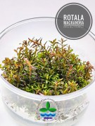 Rotala Macrandra Mini Butterfly